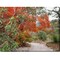 Outdoor Living and Style Orange and Green Madrone and Maple Outdoor Canvas Rectangular Wall Art Decor 30" x 40"